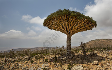 也门索科特拉岛的Dracaenacinnab图片