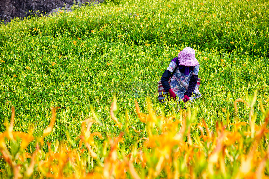 山的黄花菜海图片