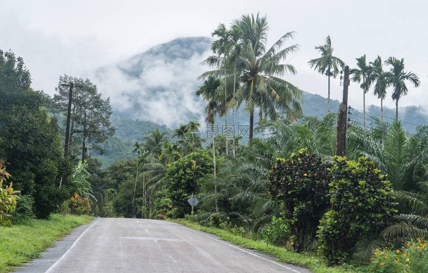 泰国丛林中空荡的道路图片