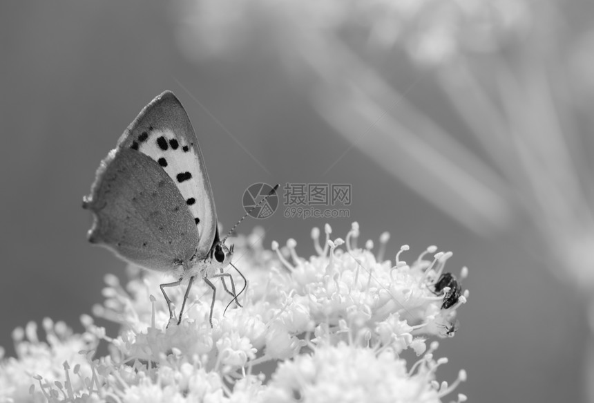白花上的蝴蝶图片