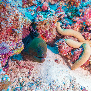 出库在马尔代夫珊瑚礁洞中坐座的巨型摩擦gymnothoraxjava背景