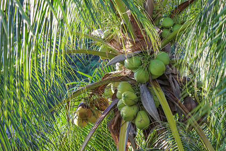 椰子菲律宾图片