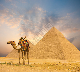 埃及金字塔Khafre和埃及开罗Giza夜色盛装的骆驼图片