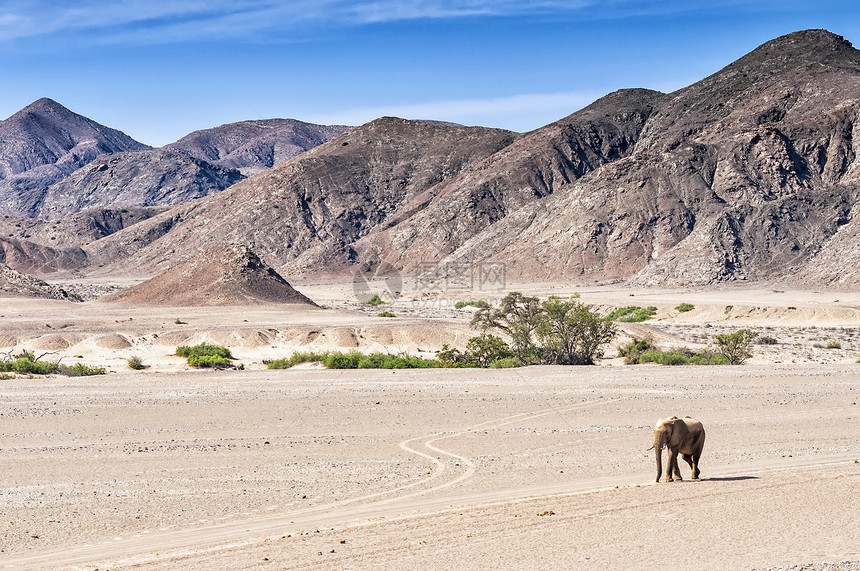 沙漠大象在纳米比亚干涸的Hoanib河中行走沙漠象是在纳米布沙漠中安家的非洲丛林象孤独并在图片