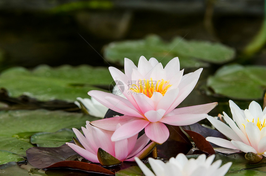 水百合花在湖图片