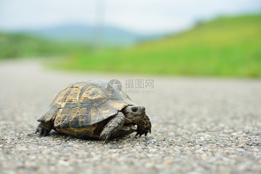 走在路上的乌龟图片