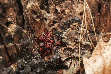 深秋腐烂树干上的萤火虫群Pyrrhocorisapterus图片
