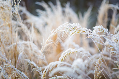 草地上的冰霜寒冷的冬天和自然背景下图片