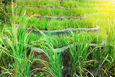 绿色梯田水稻种植园图片