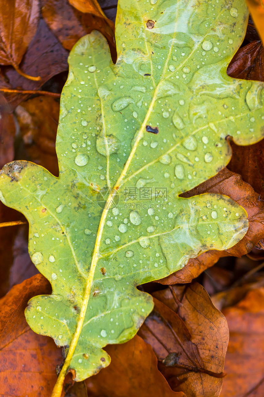 秋天落叶上躺着水滴子雨天和死叶子都图片