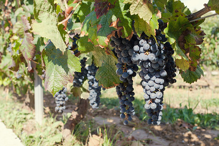 葡萄园收获秋天成熟的葡萄图片