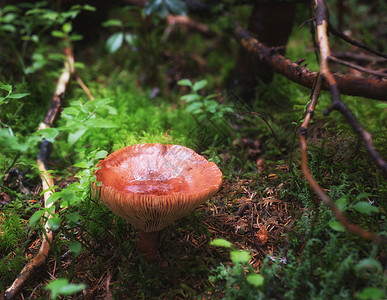 绿色魔法木中蘑菇的宏观拍摄图片