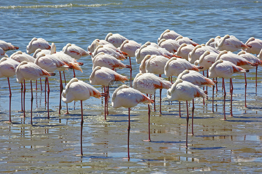在纳米比亚沃尔维斯湾休息的火烈鸟都处于完全相同的位置图片