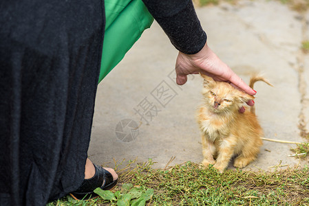 小猫跑鼻子在赌图片