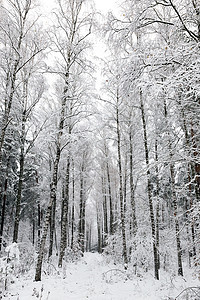 森林中的白色冬季景观图片