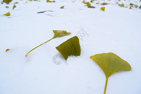 树上的树叶Ginkgobiloba图片