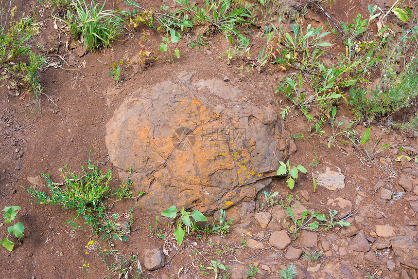 在俄罗斯伏尔加格勒地区WetOlhovkaKotovo区村附近发现了埋在地下的恐龙蛋令人图片
