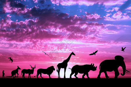 紫色多云日落背景上的动物剪影图片
