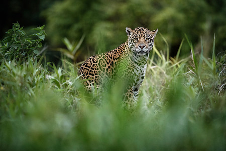自然栖息地中的美洲虎美洲豹野生巴西巴西野生动物潘塔纳尔绿图片