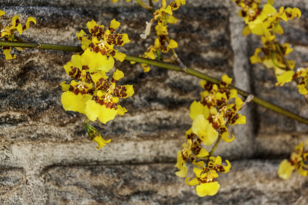 紧贴干叶和亮黄色的黄兰花与预铸水泥墙壁相比模糊图背景图片