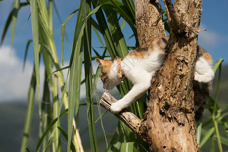 小猫在户外爬树图片