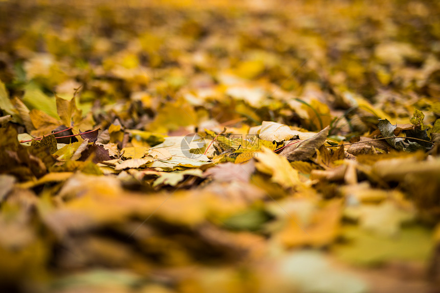 黄色落下的秋叶图片
