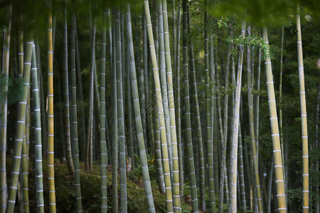 日本的竹林图片