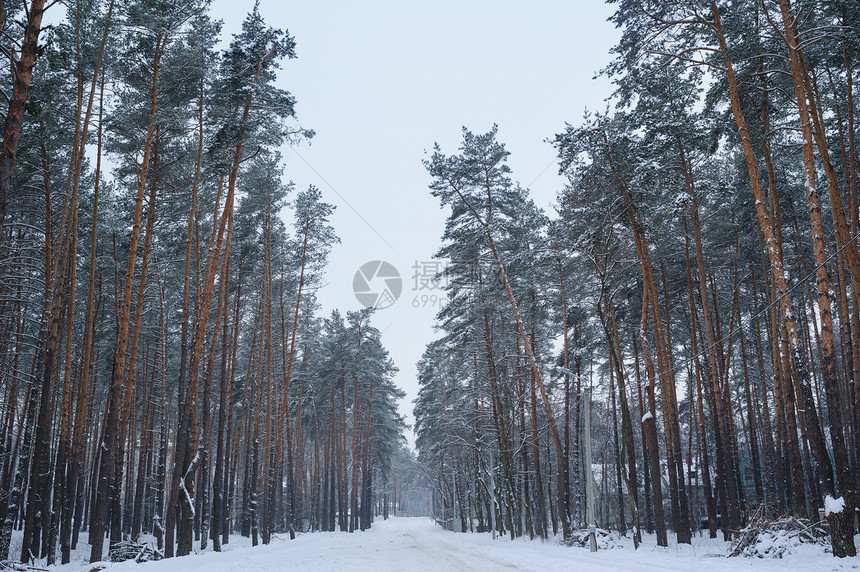 冬天有雪和霜冻天气的松树林图片