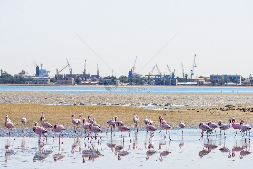 非洲纳米比亚特兰海岸沃尔维斯湾海面上的粉红火烈鸟群图片