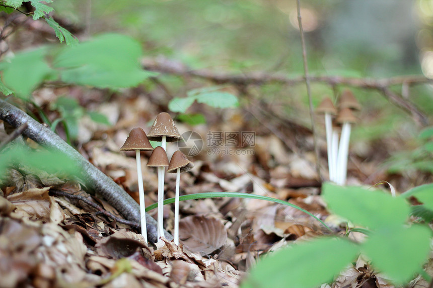 森林里一根细茎上的f组蘑菇图片