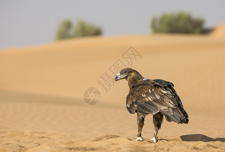 大斑鹰在阿联酋迪拜附近的沙图片