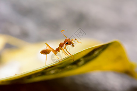 单只红蚂蚁在叶子上背景图片