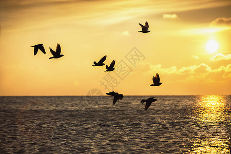 美丽的日出和海面上飞翔的鸟儿图片