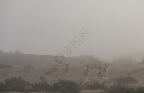 Gazelles在迪拜附近的沙漠中在图片