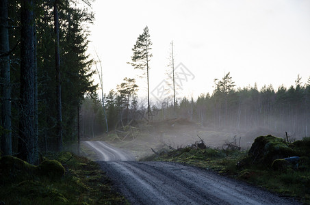 雾蒙的夜晚蜿蜒的碎石路穿过树林图片