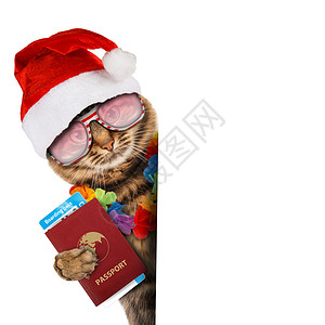 带着护照和机票的笑猫图片