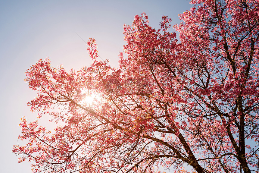春天美丽的樱桃粉色花朵的自然背景图片
