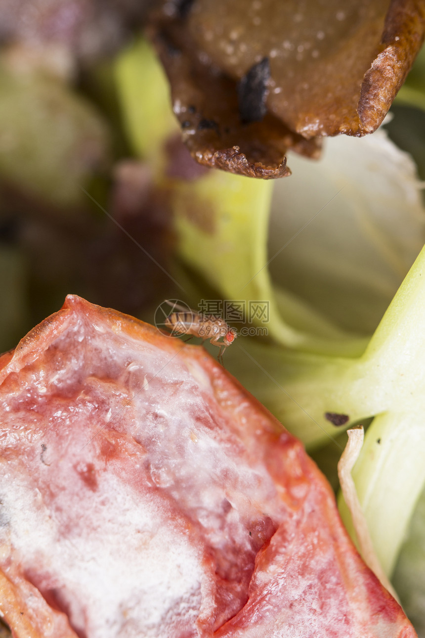 香味水果上的单一果蝇drosophilamelanog图片