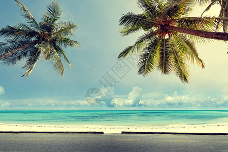 热带沙滩蓝天上椰子棕榈树的自然背景图片