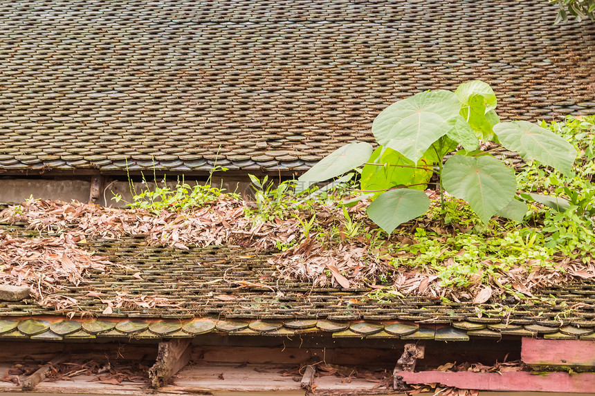 老屋顶上的嫩芽近距离观察图片