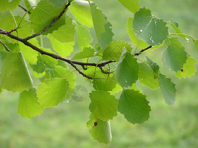 青树叶的细化Populustyemul图片