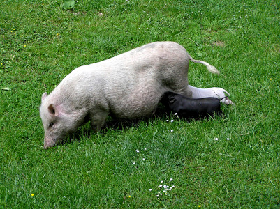 猪喂小猪白色和黑色小猪图片