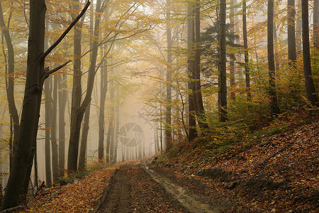 在雾蒙的天气里穿过秋天的森林图片