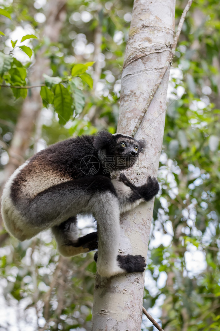 Indri是最大的活狐猴AndasibeAnalamazaotra公园图片