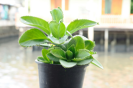 木板上有植物的塑料花盆图片