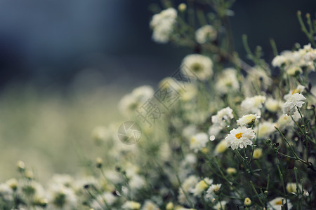 大自然中的白色雏菊花图片
