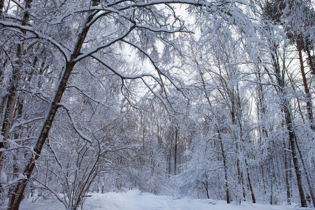 雪中的冬季森林景观图片