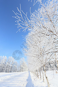 北海道的冬季风景图片