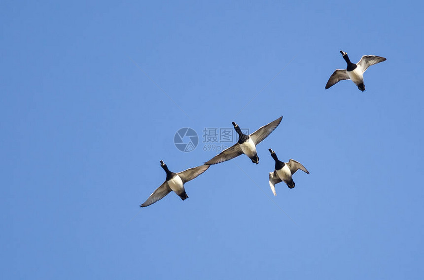 蓝天飞翔的四只环颈鸭图片
