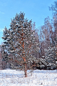 寒冷的森林冬季风景图片
